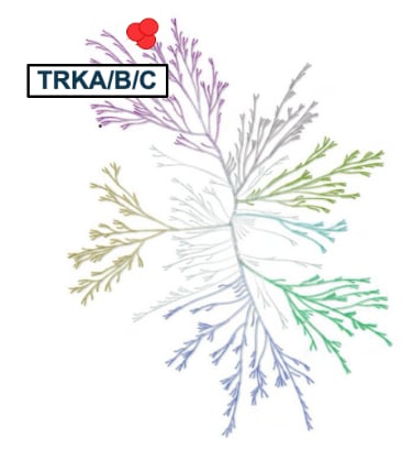 TRK human kinome Depiction of human kinome with specific emphasis on TRK family of kinases