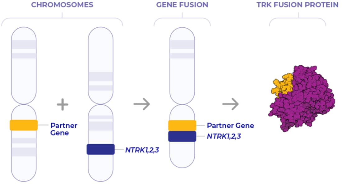 Graphic of the formation of oncogenic TRK fusion proteins in NTRK gene fusion